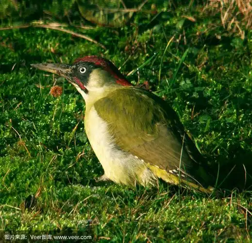 绿色的啄木鸟