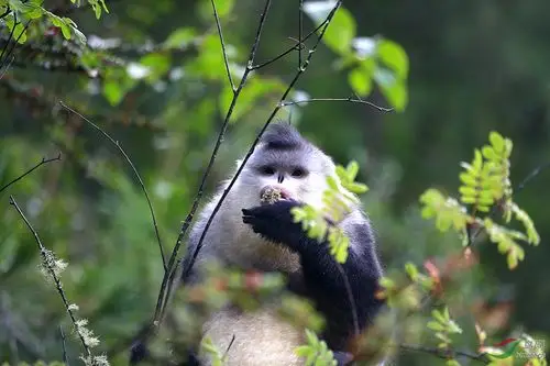 有幸在维西塔城拍到的滇金丝猴