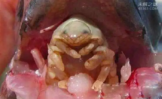 外星寄生虫控制美女身体,吸血液为食