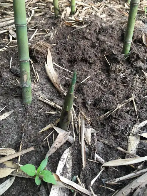 春笋破土而出,那顽强的生命力