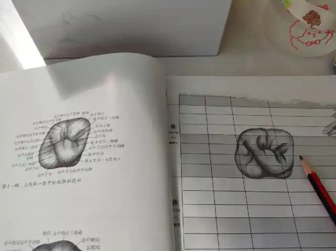 手绘上颌第一磨牙