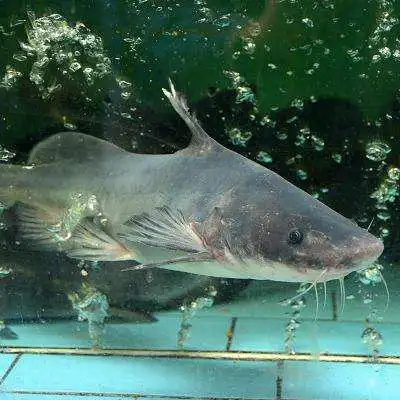 天津鲜活清江江鱼江团鱼鮰鱼烤鱼25斤左右海鲜淡水鱼类