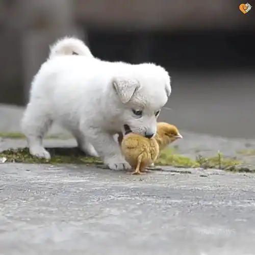 可爱呆萌治愈系小白狗与小鸡嬉戏