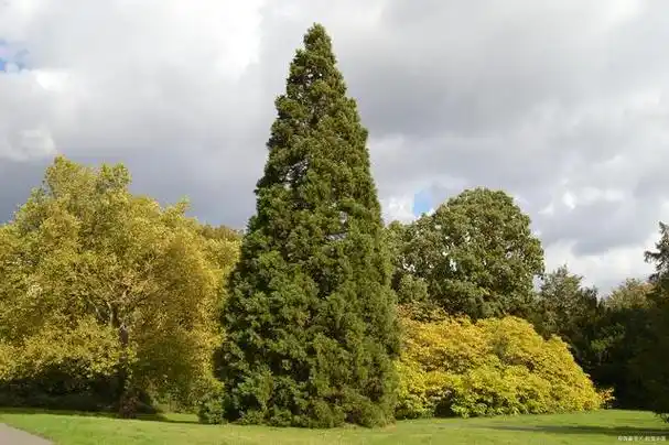 柏树移栽秘籍:让你的小树苗茁壮成长