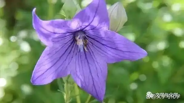 考向19 酸和碱,ph的测定2