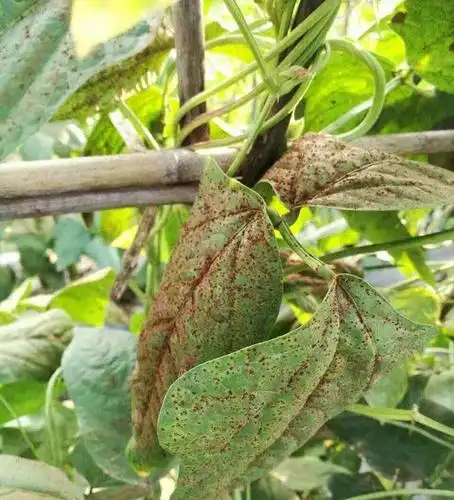豆角种植豆角锈病发生普遍该如何进行防治呢选择什么药剂