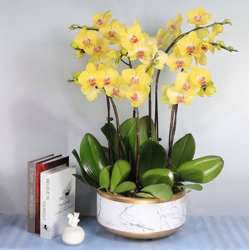 配送上海室内装饰黄色蝴蝶兰带花开业乔迁生日花卉