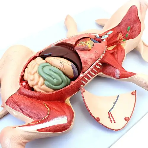猪解剖模型猪胚胎猪器官内脏肌肉神经畜牧养殖学习动物解剖畜牧兽