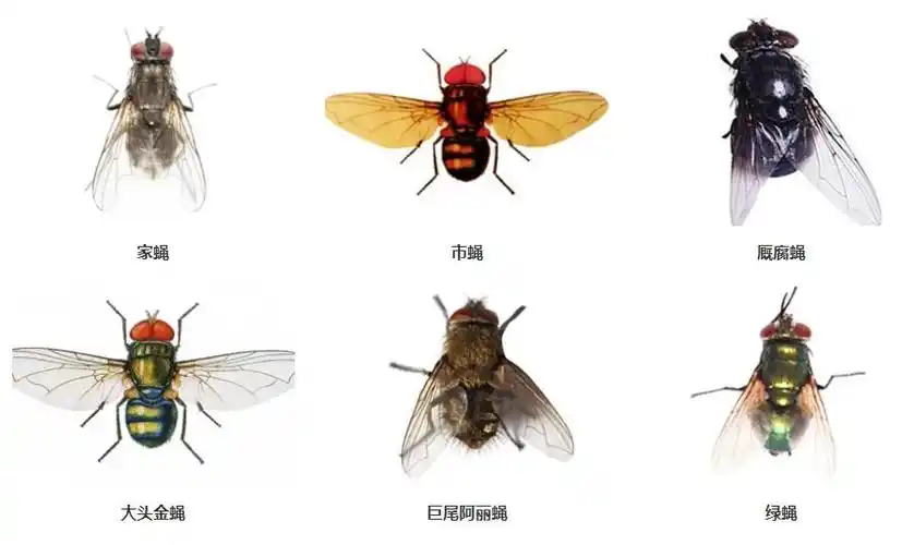 长沙县苍蝇防治-长沙市闪电猫有害生物防治有限公司