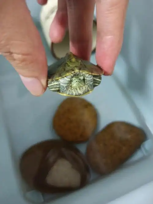 乌龟水肿小烏龟开食后,看牠挺能吃的,我一天餵了4-5次,3次有20-30多