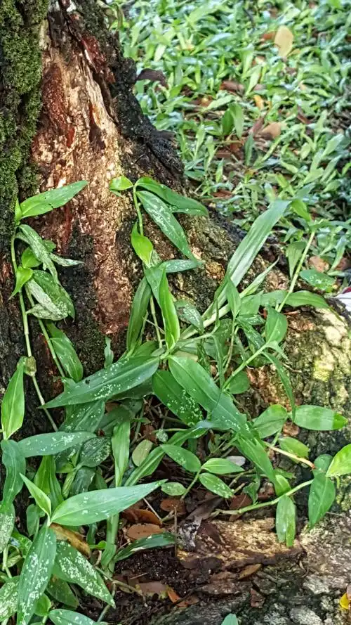 鸭跖草(竹节菜)