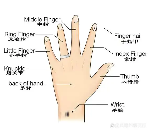 五个手指头都叫什么名字?