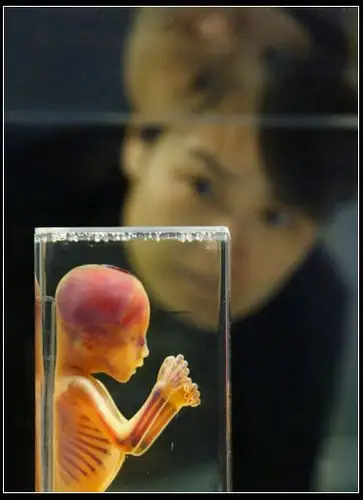 查看其它图片   4月8日,一位观众正在参观一个22周大的胎儿的人体标本