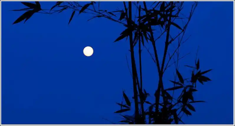 月光下的凤尾竹