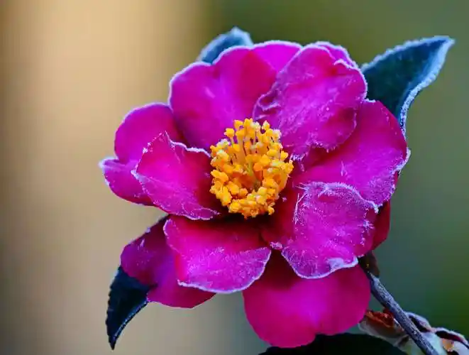 在阳光下有霜的山茶花更美丽!