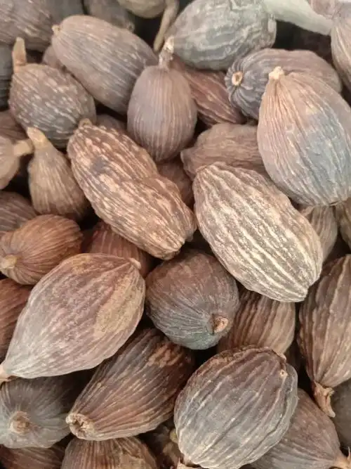 草果,香料草果,中药材草果