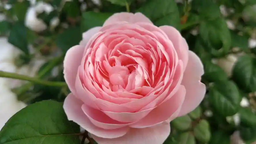 少女心壁纸【89】(小清新静态壁纸) - 静态壁纸下载 - 元气壁纸