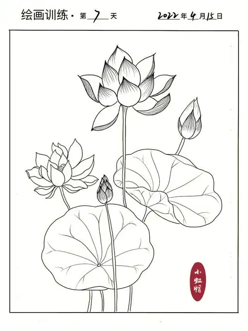 花卉速写  #钢笔速写  #插画  #植物插画  #线稿  #夏日荷花  #荷