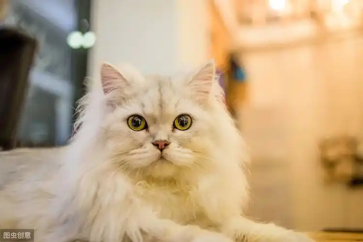 金吉拉猫看起来很好看,但是好养吗?