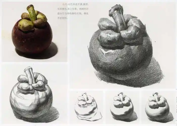 素描山竹步骤结构图解 附带实体照片山竹超清
