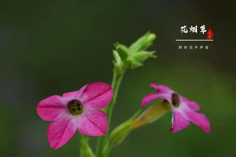 花烟草花[首发]