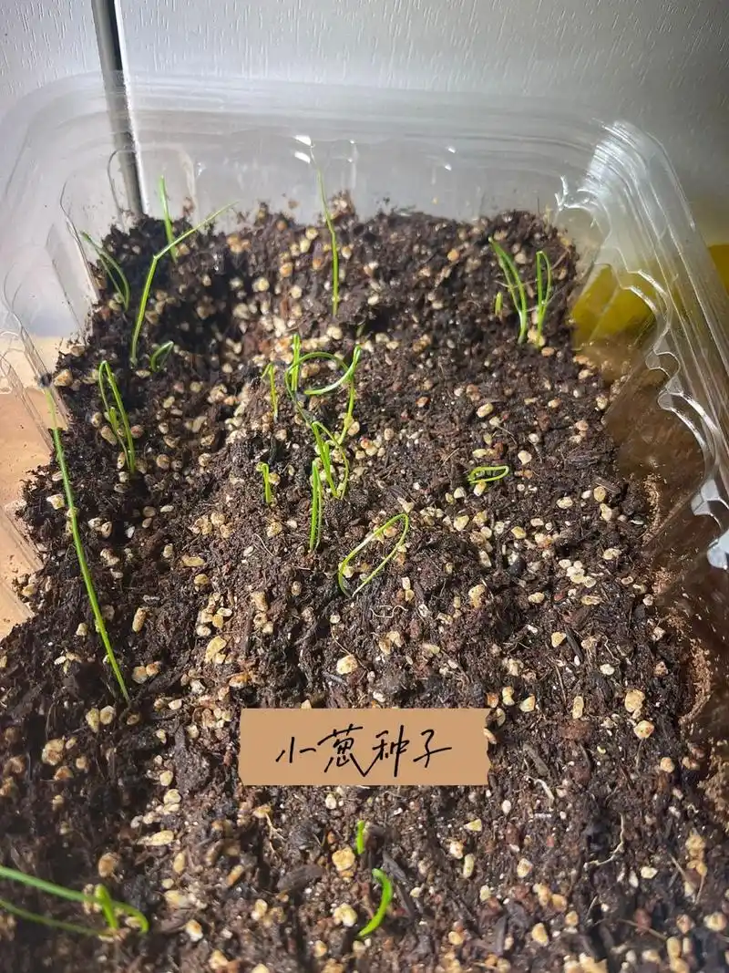 种植趣味 小葱种子发芽记  香葱 (最近的天气真是太舒服了啦 不能浪费