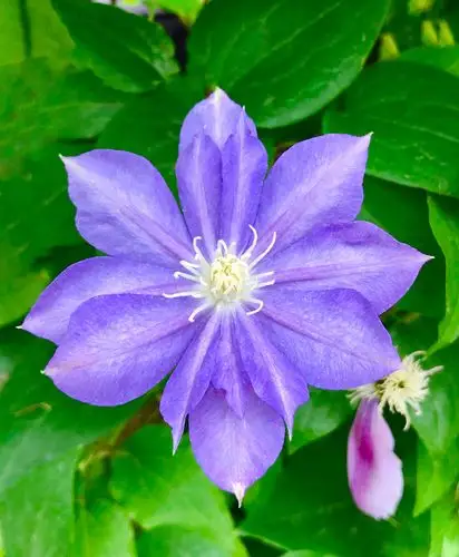 转子莲- -大花铁线莲