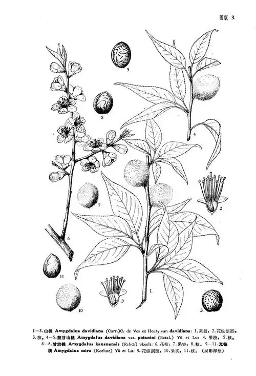 山桃(原变种)图册_百度百科