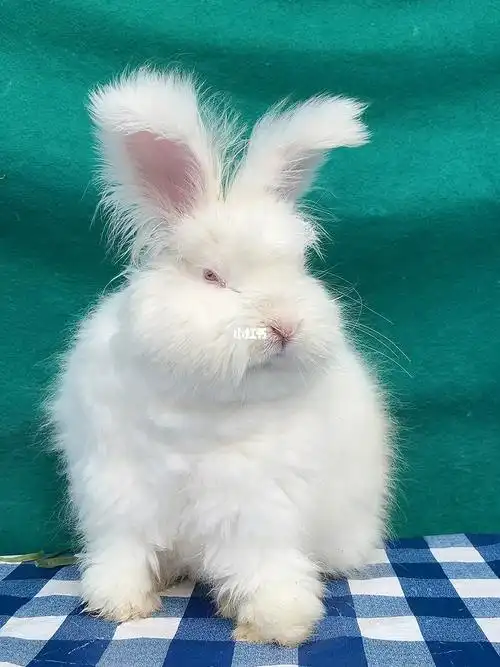白色安哥拉兔