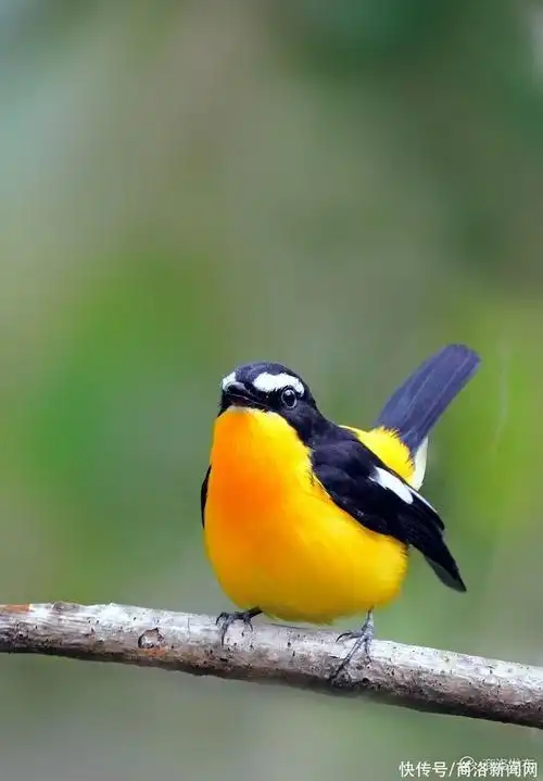 750_1078竖版 竖屏