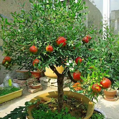 果树苗庭院盆栽地栽软籽石榴树