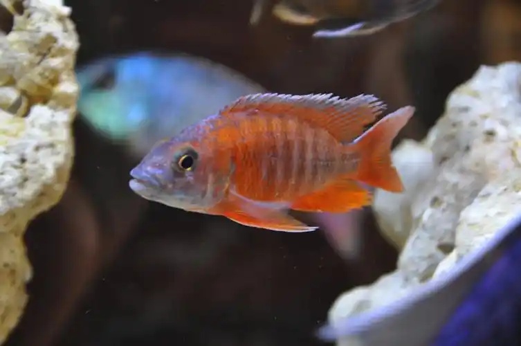 红珊瑚,德国红,花小丑