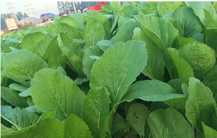 广东潮汕新鲜春菜野荠地菜护生草鸡心菜新鲜蔬菜农产品500g自种