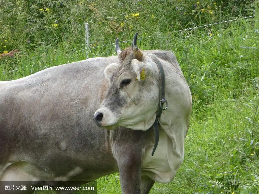 灰牛在山上的草地上吃草