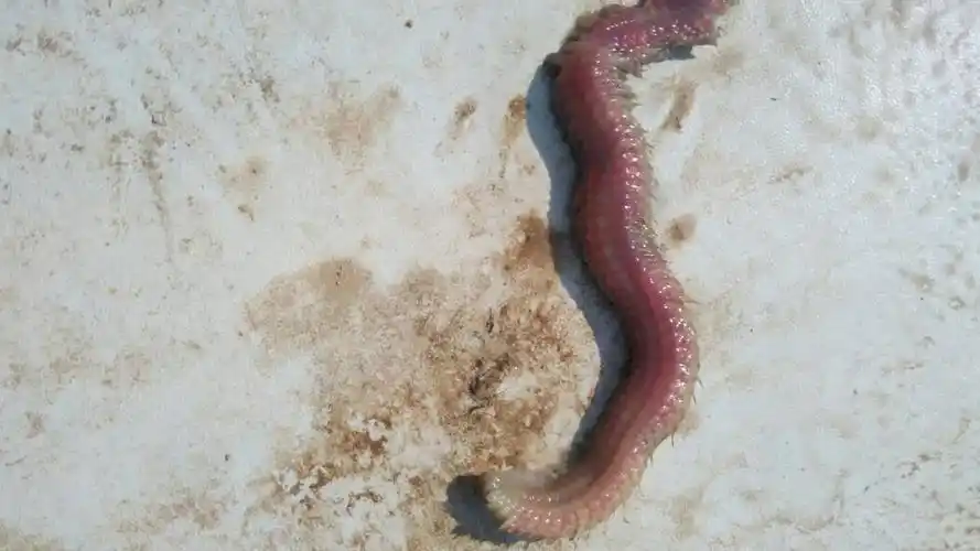 这河道真脏这什么水虫