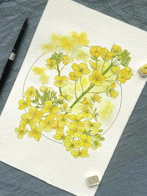 100张水彩计划10022油菜花内附线稿步骤