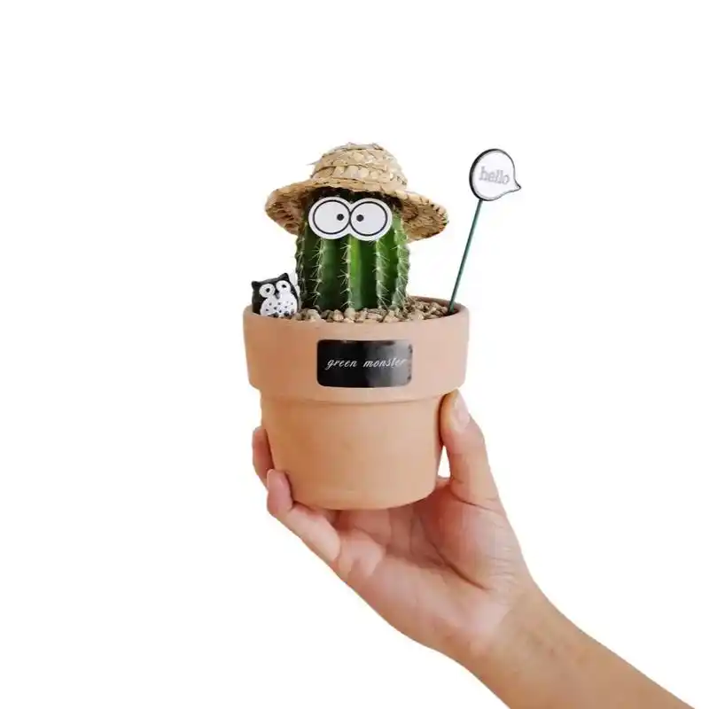 hongyue/虹越帝罗马仙人掌盆栽 龙神木可爱卡通组合盆栽 - 抖音