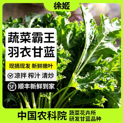 徐姬羽衣甘蓝嫩叶蔬菜叶新鲜即食蔬菜现摘现发 125g*4包 中国农科院