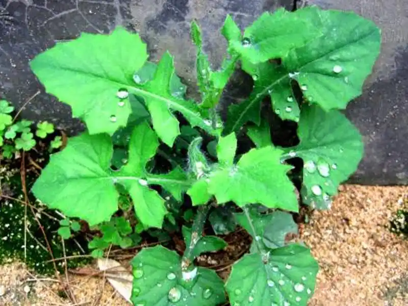 臭草- 热门商品专区