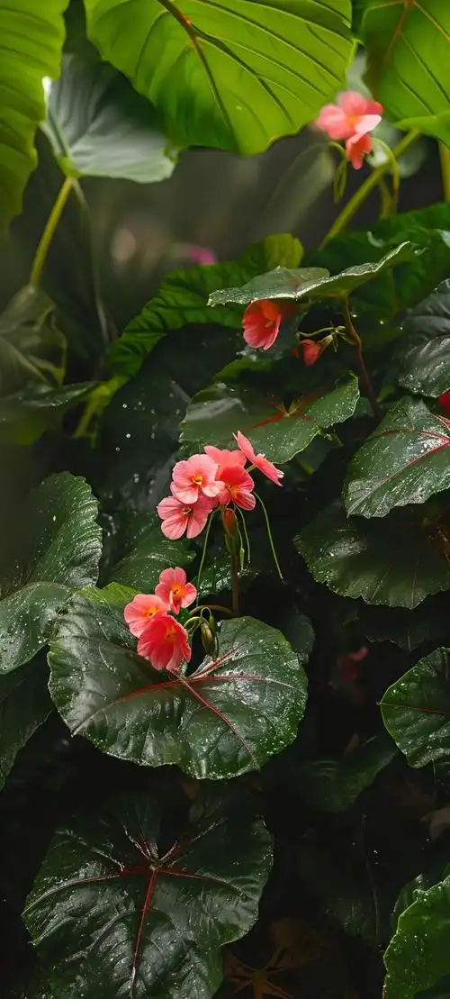 唯美鲜花手机壁纸全面屏适用高清原图