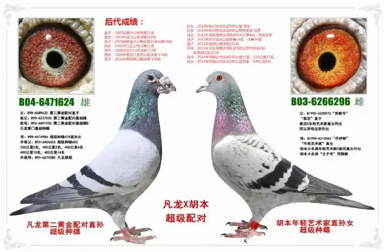 凡龙胡本(黄金配对)