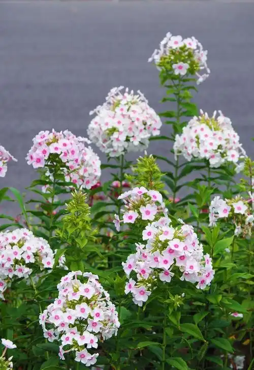 宿根福禄考"荷兰小姐",颜值超高,耐热又耐寒,南北都能养