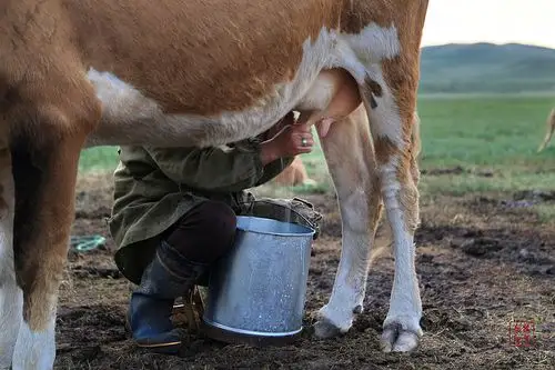 【转载】[原创] 走近草原(一)挤牛奶