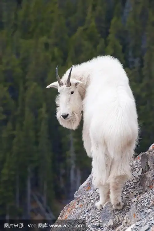 加拿大,野生白山羊,有蹄哺乳动物,野生动物,脊椎动物