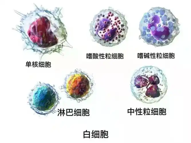 x医生谈血液神奇的白细胞战队