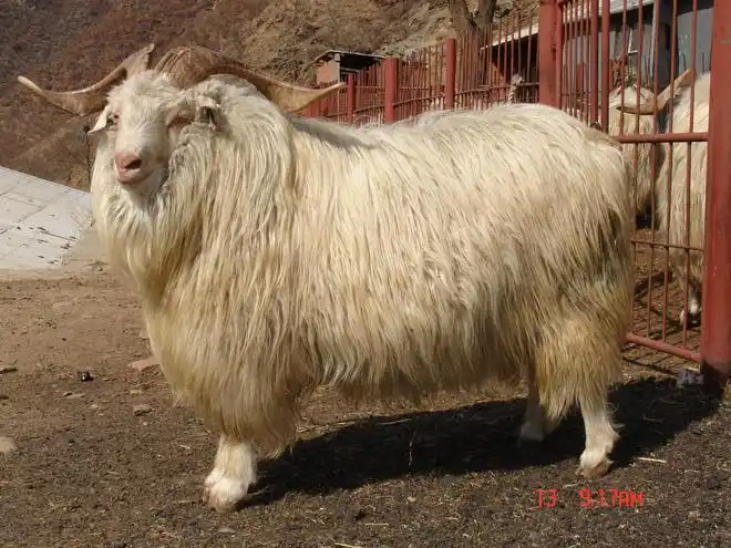 辽宁绒山羊保护工程项目科普教材之四种羊选择很重要