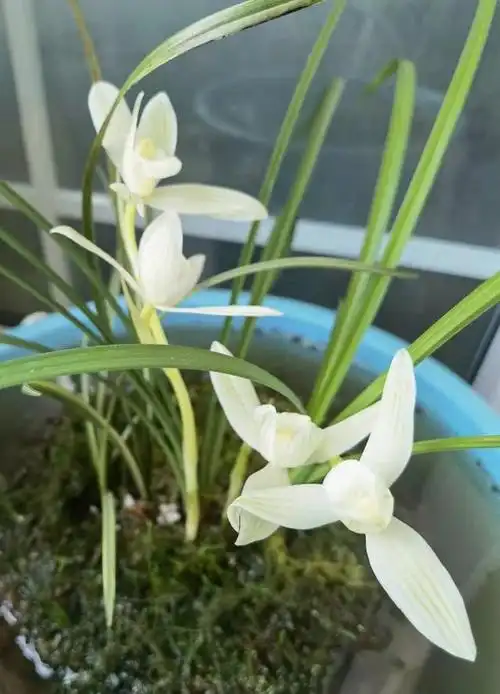 素心兰花中的极品"永怀素",花姿素雅,叶姿飘逸,香味也很不错