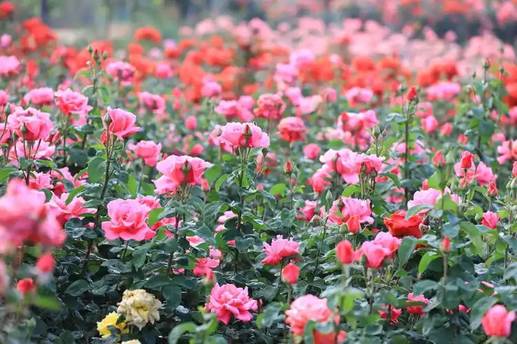 前天才听说富源大河有个玫瑰花园,今早前去拍摄观赏,到那里才发现花期