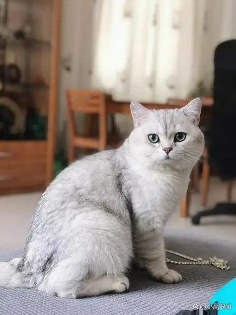 养护银渐层的秘诀