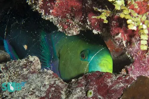 the secret life of parrotfish